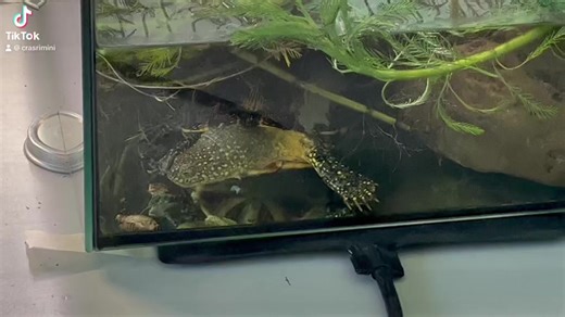 🙌🤩🐢 La soddisfazione del giorno ! Dopo il brutto incidente che le ha causato la rottura del carapace, le mille fasciature, il maxi rattoppo della carrozzeria con la resina, i punturoni etc., oggi la bella ha iniziato a mangiare ! Spiarla e’ meglio che guardare la tele ! Non è proprio l’asso di briscola dei predatori, ma intanto due proteine le ha buttate giù ! 😋 | CRAS Rimini - Centro Recupero Animali Selvatici