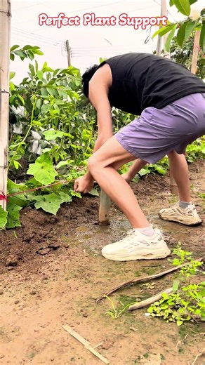 Strong Bamboo Support Setup | Smart Farming Method#shortsfeed #easyfarming