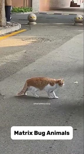 Matrix Animals #matrix #animals