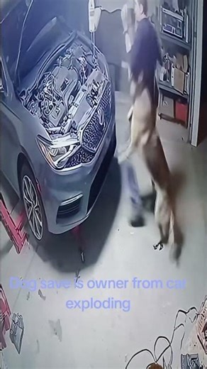 dog save owner from car exploding #shorts #mygogmafia