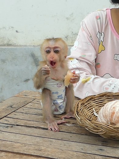 Baby Monkey Bom Family | Mr Bon