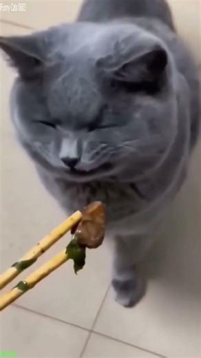 Cat videos 🐈‍⬛ Cat Fight 🐱 # Ep 8342