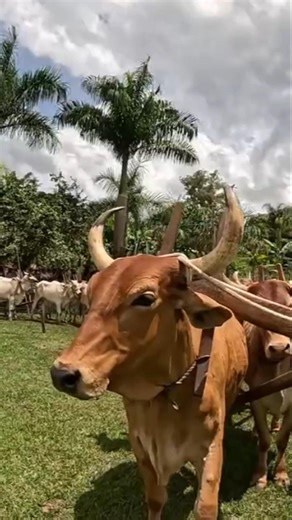 90 CARRIERS AT THE PONTE CLUBE MEETING, POÇO FUNDO-MG