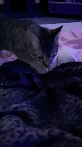 6.2K views · 1.6K reactions | Shakira and Blair were two of the snugglers at last nights sleepover. What’s really cool is those are both two cats that we cannot touch. How sweet  #sleepover #toocute #workinprogress #adorable #sweet #sanctuary #furballs #catlovers #catscatscats #catsofworld #furballfarmpetsanctuary | Furball Farm Cat Sanctuary | Facebook