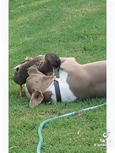 That's a killer Goose