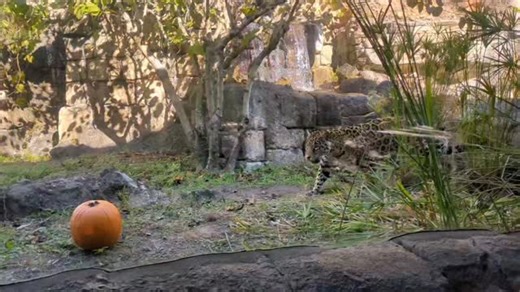 Rolling into Victory Monday🐆 #DUUUVAL | Jacksonville Zoo and Botanical Gardens