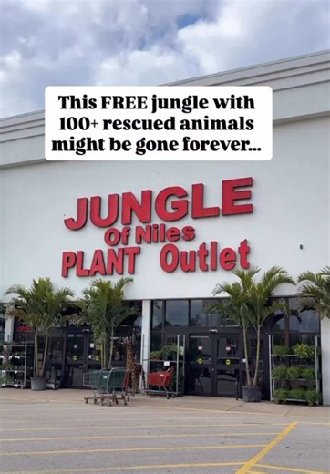 A Chicago-area hidden gem needs our help! 🌿🐾 @Jungle of Niles is a massive tropical oasis with 100  rescued animals and 40,000  plants—and it has always been free to visit. They recently shared that they may be forced to close their doors for good as their lease ends. To keep this community staple alive, they need help relocating to a new space! 💔 How to support: ✨ Visit and make a purchase 📲 Share this post to spread the word 🔗 Donate to support animal care, operating costs and relocation 