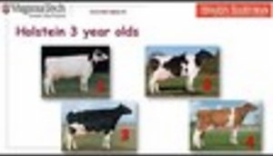 Dairy Judging 101: Holstein 3-yr-old cows (H3)