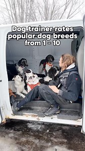 DOG TRAINER RATES BREEDS. PT.37. It is so important when deciding to get a dog that you research the breed that will be right for you! 📝 Take a look at your personality, lifestyle and how much time you have before deciding on your breed. 📝 So many people will choose their dog by what they look like and find further down the line that they cannot provide what the dog needs! 📝 Remember, all breeds are different and have different requirements, as the owner it is your responsibility to choose co