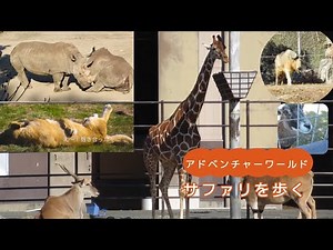 【アドベンチャーワールドのサファリを歩いて】2025年ありがとう③たくさんの動物たちとあそびました #アドベンチャーワールド #サファリ