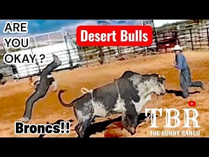Wild Desert Bulls VS Bull Riders & Bucking Horses