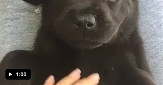 Land bat getting scratches - Video