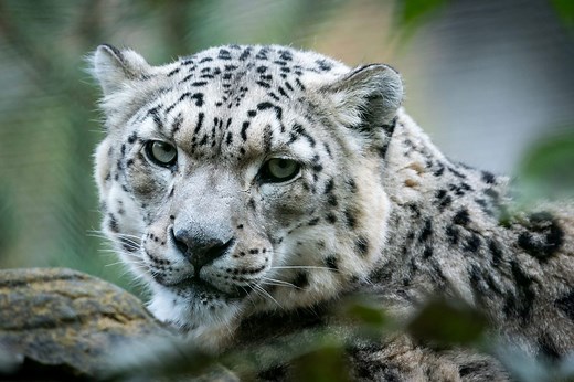 Snow Leopard | Panthera uncia | Marwell Zoo