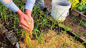 Sawdust secrets: Healthy plants and thriving gardens