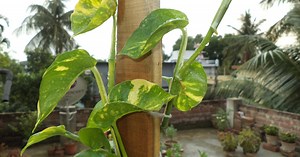 How to Grow Pothos (Money Plant) in a Decorative Way