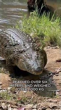 The Nile is The River of Death - Pythons and Crocodiles #Animals #Nile #Python #Crocodile #Shorts