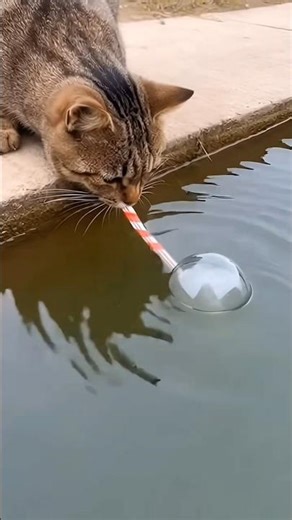 “Cute Cat Fishing Skills 🦈 #shorts #tredingvideo #shortsfeed