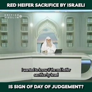 Red Heifer cow sacrifice by Israel is a sign of day of judgement? #Islam #Redheifer #sacrifice #Israel | BritishMuslimTV