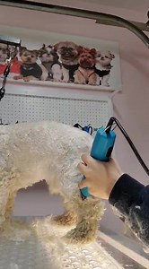 How to fully shave your dog Please note this video does not include nails, feet or bum shave. Please refer to my older videos for those directions. If your dog is difficult for grooming we advise that you do not try this at home. Be aware injury can happen, only attempt this if you feel comfortable and understand the risks. We are not open for grooming, this is a family dog who is only being groomed for the purpose of educating dog owners. Please feel free to share | Girl With The Dogs