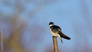 Tree Swallow, Tachycineta bicolor, preening when another flys around it with sound