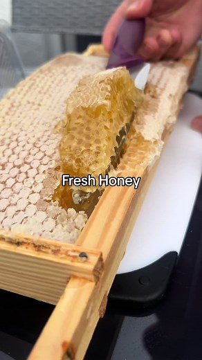 I’ve got some cool recipes coming after this. Bee’s are fascinating creatures 🐝 🍯 I want to own my own bee farm after this 🫠 #beetok #beekeeping #beesoftiktok #honey #donegal #ireland