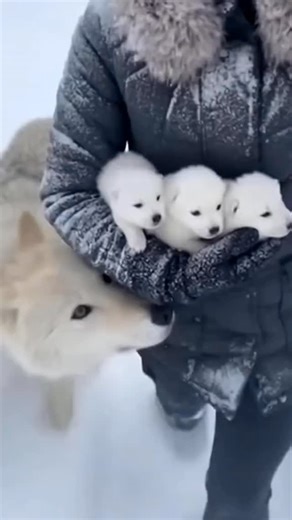 wolf on Instagram: "I Helped a Wolf Rescue Her Pup - See What Happens Next #fyp #Wolf #animalrescue"