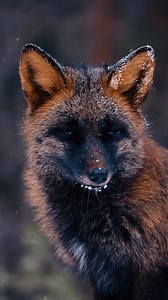 You don’t capture a Cross Fox’s beauty — you witness it, if you’re lucky 🐾📸 #CrossFox #WildWonder #NaturePhotography #UntamedBeauty | Sondre Eriksen Hensema Photography
