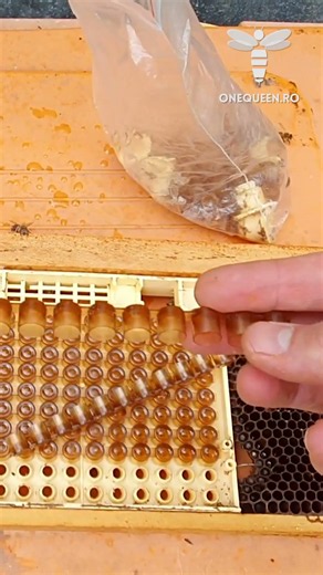 If you're planning to extend your apiary products catalogue, you'll have to make sure that you..