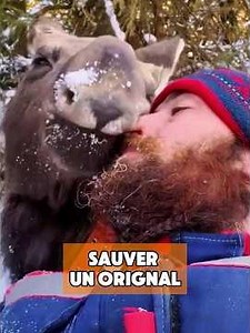 Un homme sauve un bébé orignal #animal