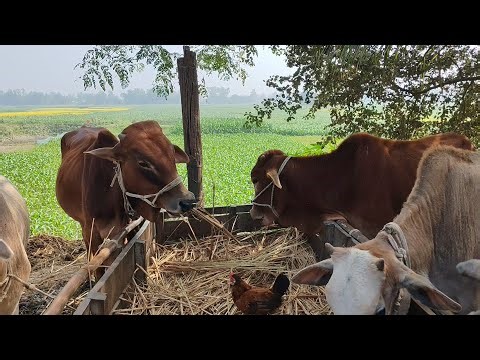 Strong Bulls Eating Hay | Farm Feeding Time