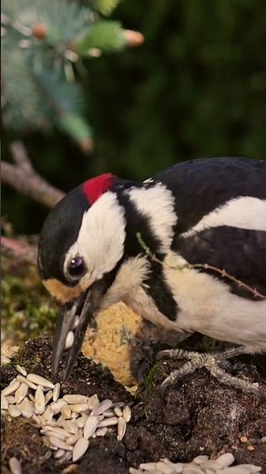 Woodpecker at Forest Feeder | Real Nature Sounds | Bird Eating Close Up in 4K