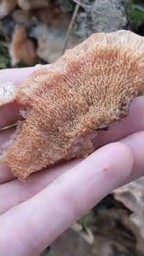 Jelly Rot - Phlebia tremellosa