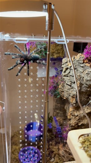 Kadie’s Critters on Instagram: "Arachnids cannot hear, but they can feel vibrations from noises and sounds! Here is a video of Taffy coming out to approach me as I’m making noises and saying their name. I did this close to the wall of their enclosure so they could best feel the vibrations (you can see my breath fogging up the acrylic haha). Taffy is familiar with the vibrations that my voice makes! #arachnid #spidersofinstagram #spiderlover #tarantula #tarantulasofinstagram #arachnidsofinstagram