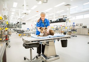 How to identify the best veterinary universities in Australia