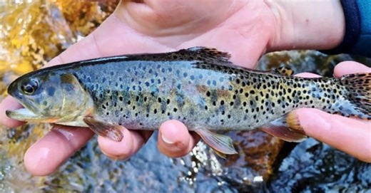 Fish considered extinct for decades brought back to life - The Weather Network