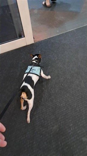 8419. Sit wait LHS handler lead handler to out of view exit sit distraction kids shops 7 Nov 2025 AK