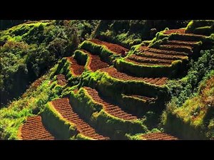 Step Farming on mountains । Terrace Farming on mountains in Nainital