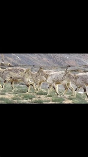 Himalayan Ibex | Wild Mountain Goat in Nature ‪@HimVibe‬