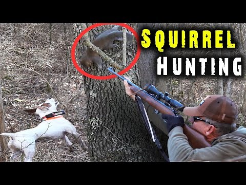 (CATCHING) and treeing squirrels with dogs
