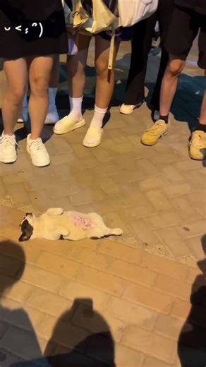 Have a good sleep#fyp #cute #funny #pet #dog #puppy #petdog