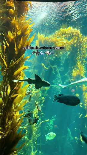 Explore the Aquatic Wonders of the California Science Center in Los Angeles