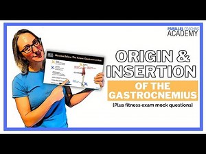 The Origin and Insertion of the Gastrocnemius