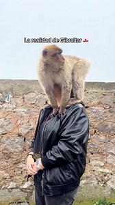 33K views · 69 reactions | Another recent video of the Gibraltar monkeys causing trouble for visitors to the rock! Video credits to @joan_nicolauu (tiktok) #gibraltar #gibraltarrock #gibraltarmonkeys #gibraltarguide | Olive Press Newspaper | Facebook