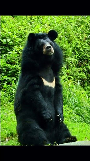 🐻✨ The Asiatic Black Bear and Its Ability to Walk on Two Legs! 🚶‍♂️🐻