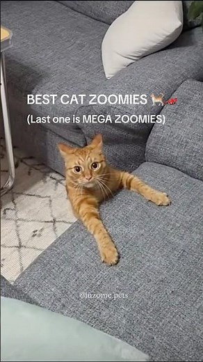 Funny cat zoomies compilation to make you laugh!🐱 #cats #zoomies #catzoomies #funnycats #catvideos