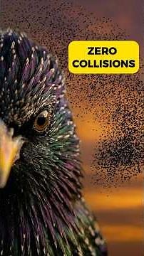 50,000 Birds. No Leader. Zero Collisions. #starlings #shorts