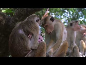 Monkeys History and Information. Facts about Monkeys.