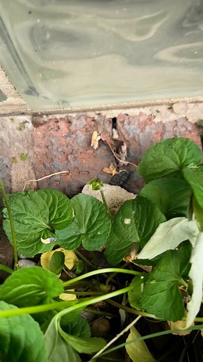 D&R Animal Trapping and Exterminating (440)781-4406 #ExterminatorD #Exterminator #WildLife #animaltrapping #PestControl #wild_life_explore #TrashbinCleaning #Ohio #IGetThemEveryTime #my baby | Daquan Rustin