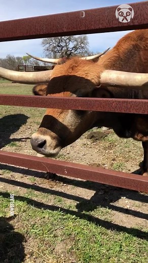 Funny moment as dog gets kisses from a bull | Bored Panda Animals