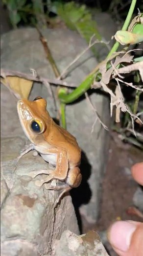 Can't Stop Laughing at Tree Frogs and Toads